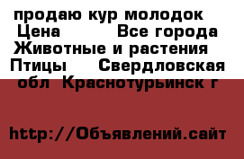 продаю кур молодок. › Цена ­ 320 - Все города Животные и растения » Птицы   . Свердловская обл.,Краснотурьинск г.